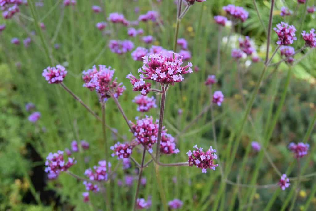 Verbena bonariensis ---